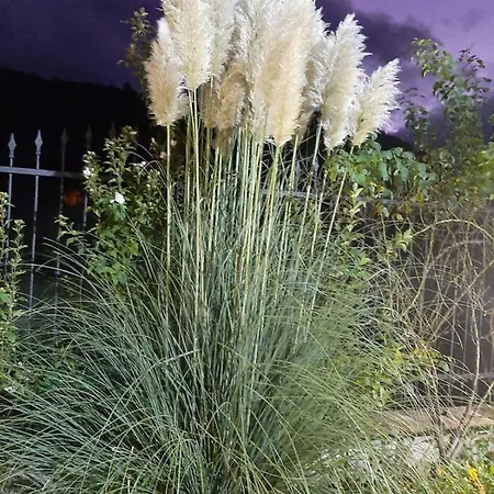 ファームステイ Le Stanze Di Bacco